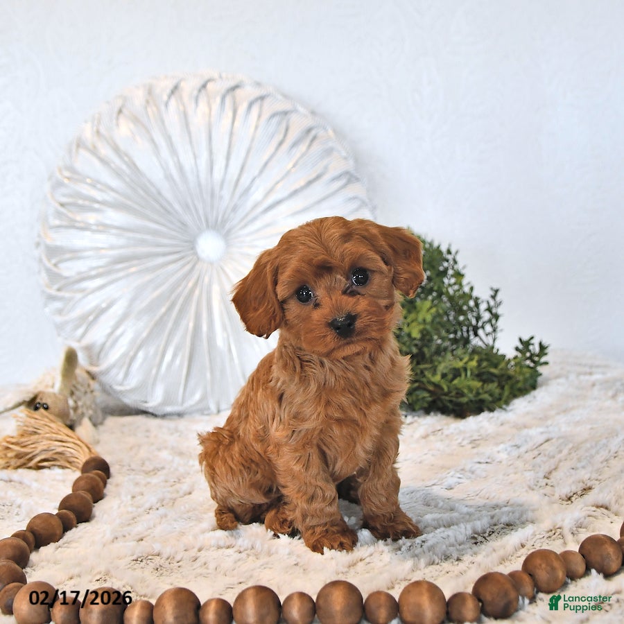 Cavapoo dogs Baxter EXTRA SMALL - Ad 1