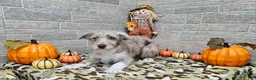 Mini Aussiedoodle dogs for sale: F1 Strawberry - Ad 2