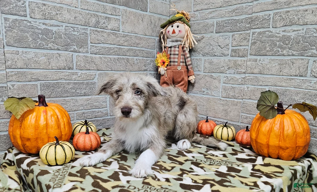 Mini Aussiedoodle dogs for sale: F1 Strawberry - Ad 2