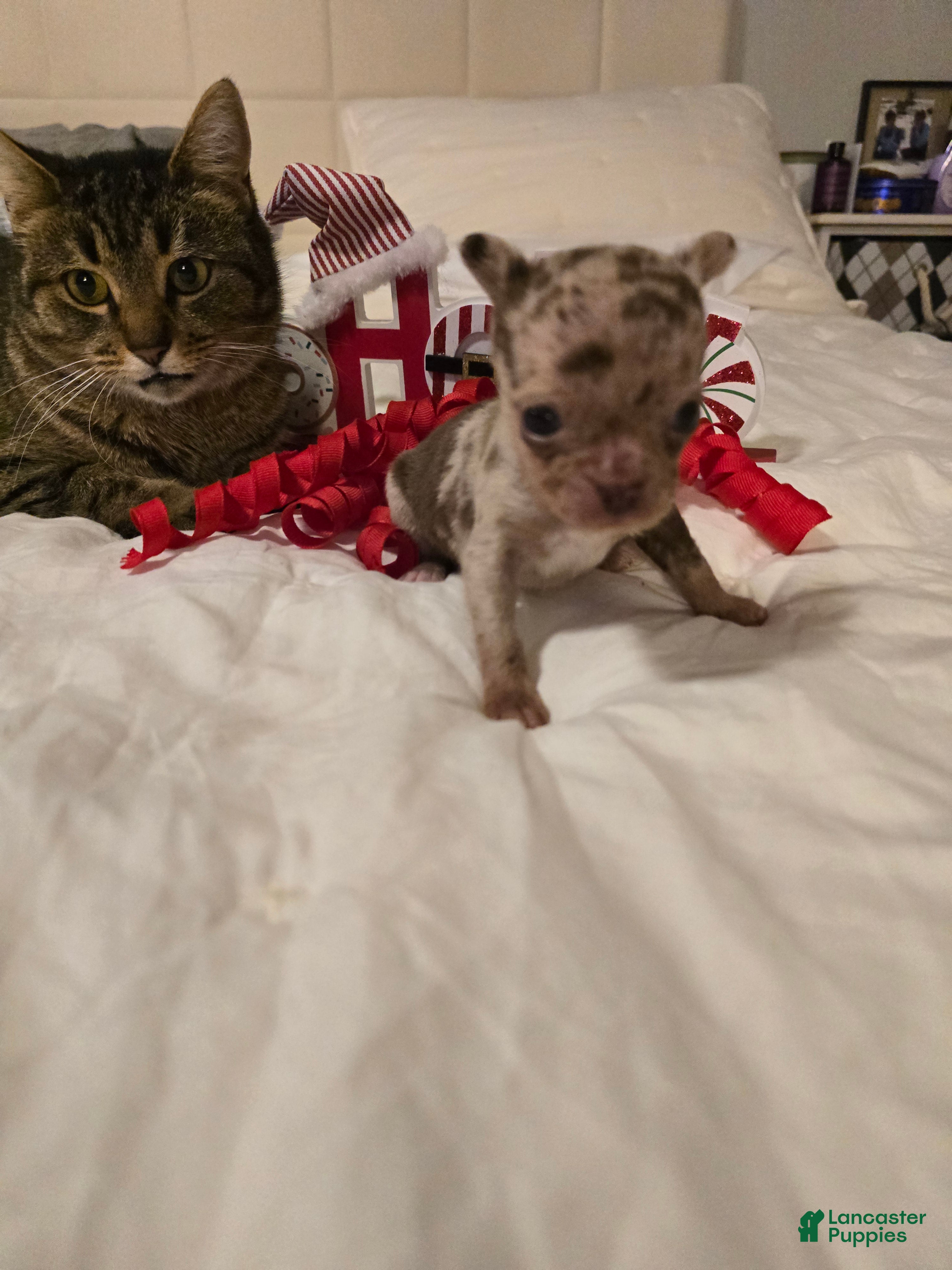 Chihuahua dogs Lana - Ad 9