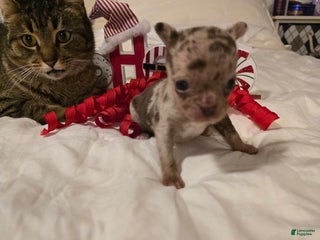 Chihuahua dogs Lana - Ad 9