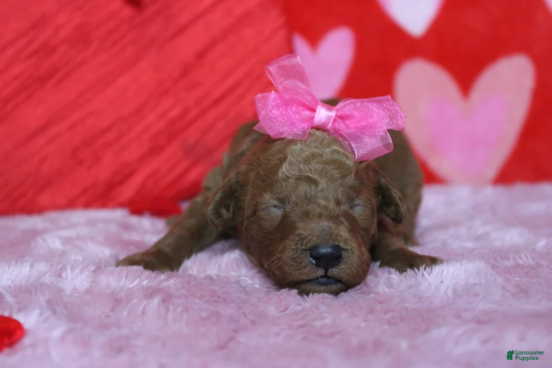 Goldendoodle dogs for sale: Pepper - Ad 2