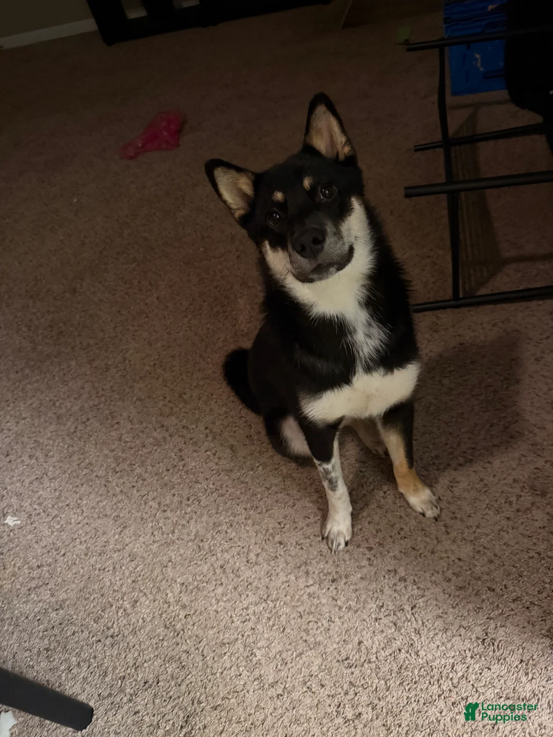 Shiba Inu dogs for sale: Shiba Inu Puppy 1 - Ad 1