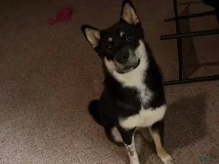 Shiba Inu dogs Shiba Inu Puppy 1 - Ad 34