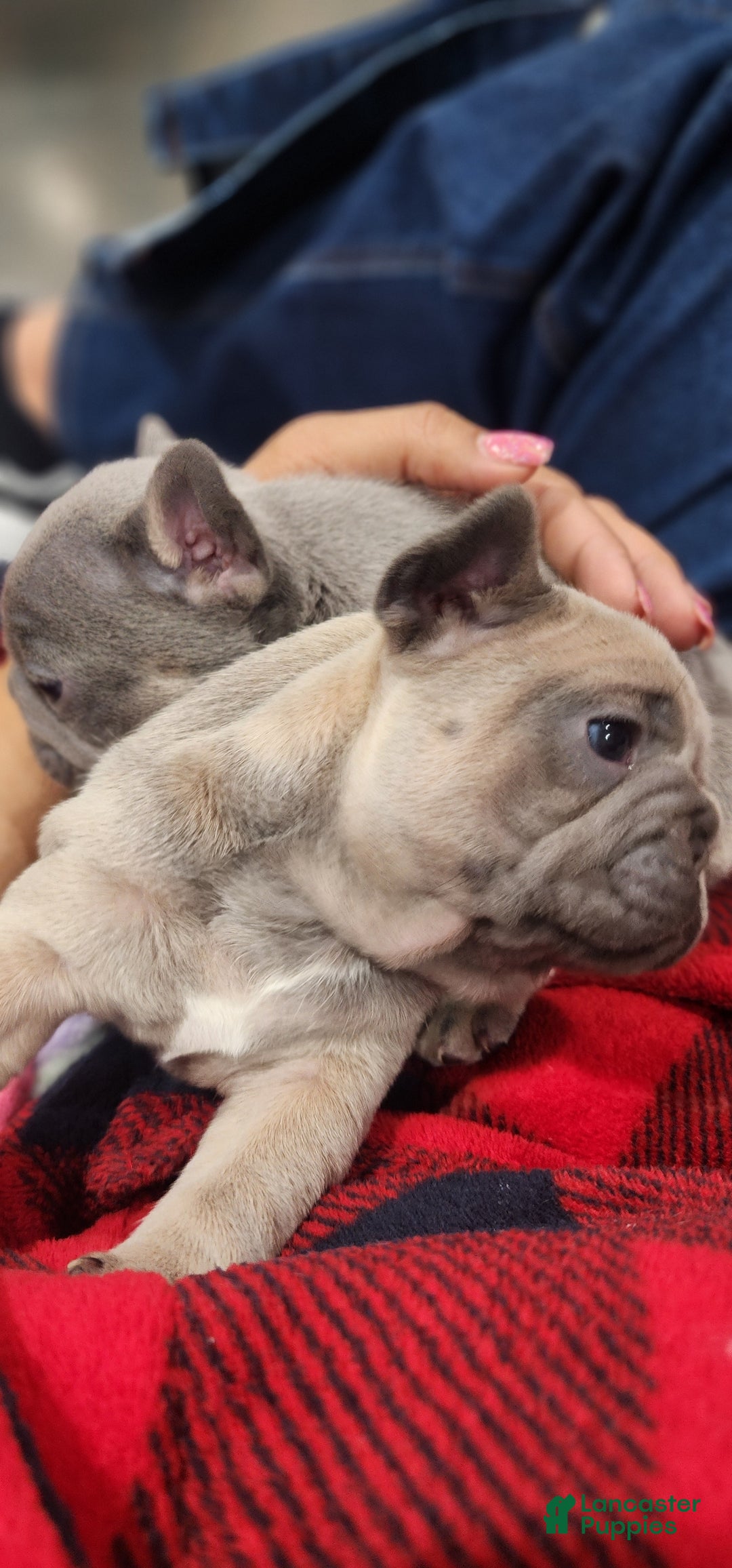 French Bulldog dogs for sale: Ariel - Ad 2