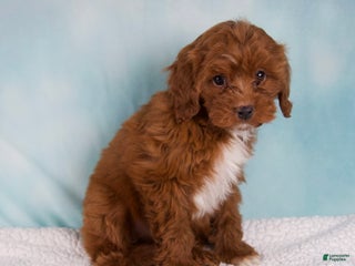Cavapoo dogs - Ad 39