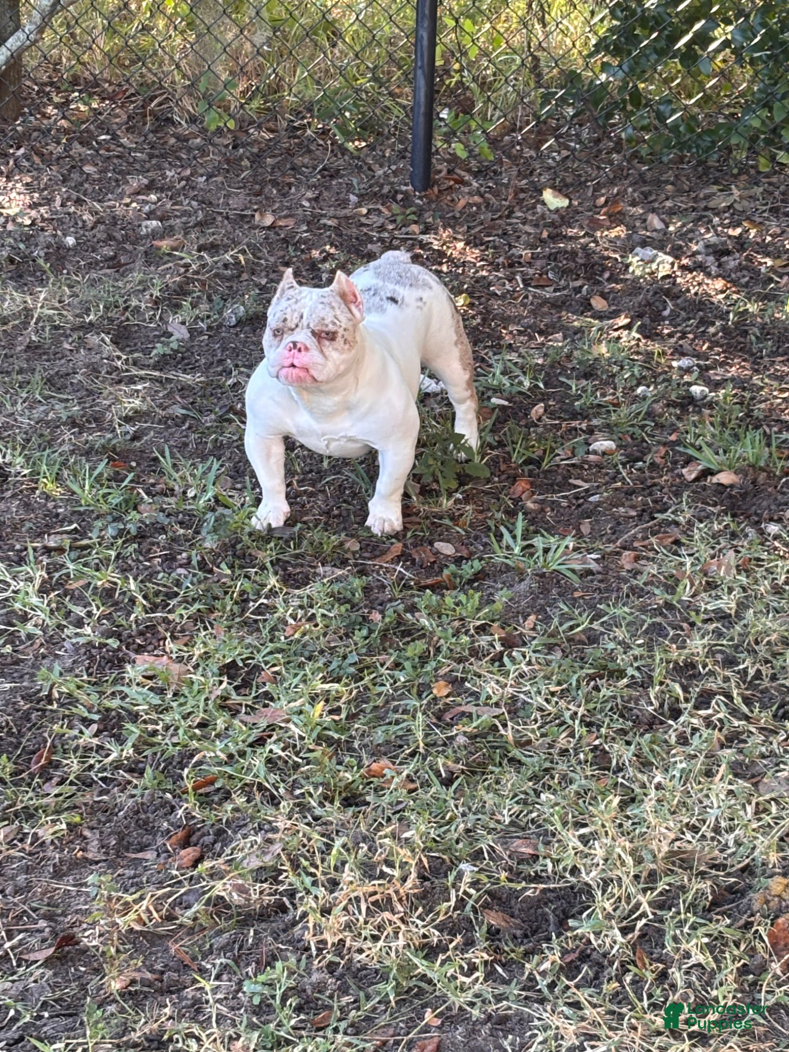 American Bully dogs American Bully Puppy 1 - Ad 3