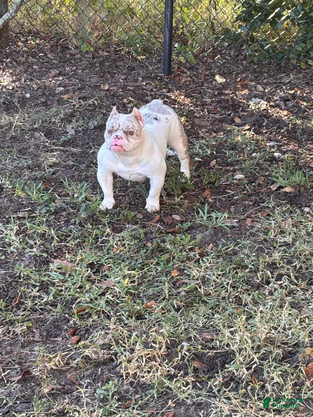 American Bully dogs for sale: American Bully Puppy 1 - Ad 1