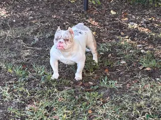 American Bully dogs American Bully Puppy 1 - Ad 3