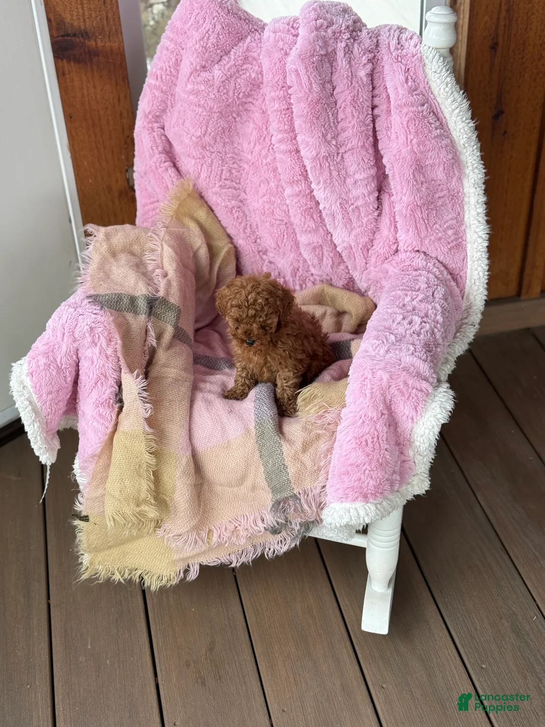 Toy Poodle dogs for sale: Nellie - Ad 3