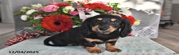 Miniature Dachshund dogs for sale: Rocky - Ad 3