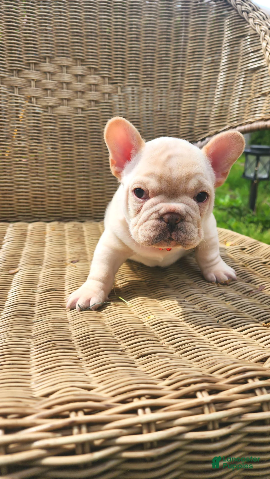 French Bulldog dogs for sale: French Bulldog Puppy 2 - Ad 1