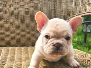 French Bulldog dogs for sale: French Bulldog Puppy 2 - Ad 4