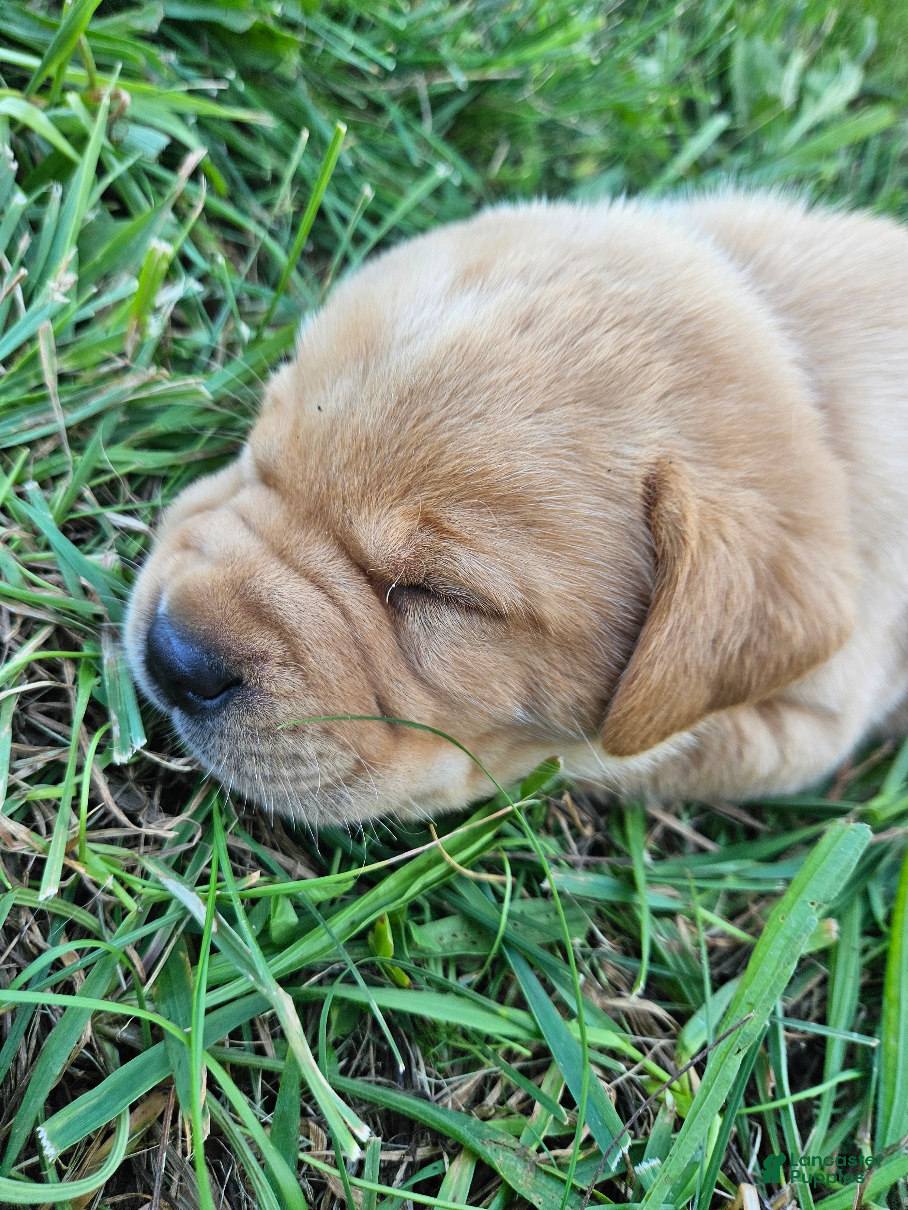 Labrador Retriever dogs Oliver - Ad 1