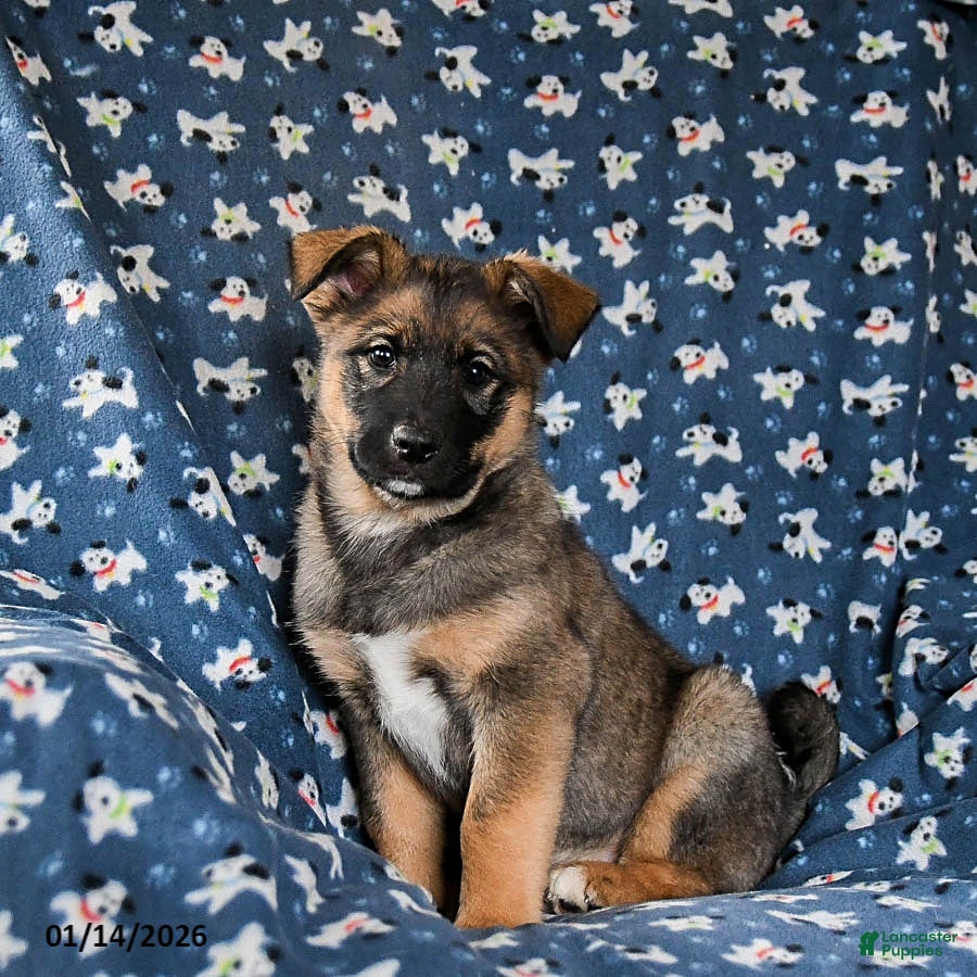 Mixed Breed dogs Richie - Ad 35