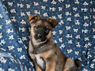 Mixed Breed dogs Richie - Ad 2