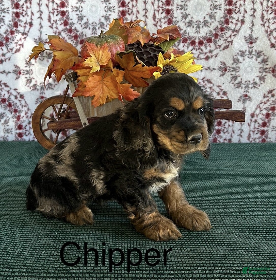 Cocker Spaniel dogs Chipper - Ad 18