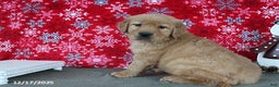 Golden Retriever dogs for sale: Blaze - Ad 3
