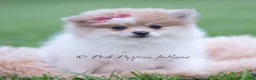 Pomeranian dogs for sale: Precious - Ad 2