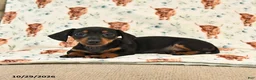 Miniature Dachshund dogs for sale: Trixie - Ad 5