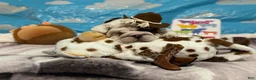 English Bulldog dogs for sale: Bullseye - Ad 3