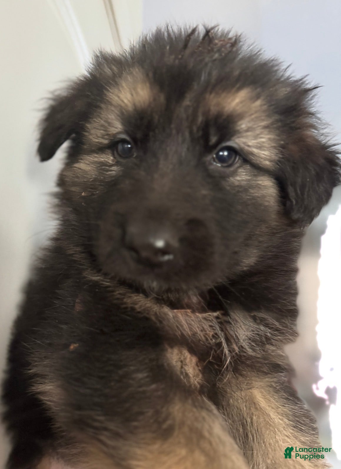 German Shepherd dogs Jerry - Ad 2