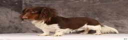 Dachshund dogs for sale: Max - Ad 14