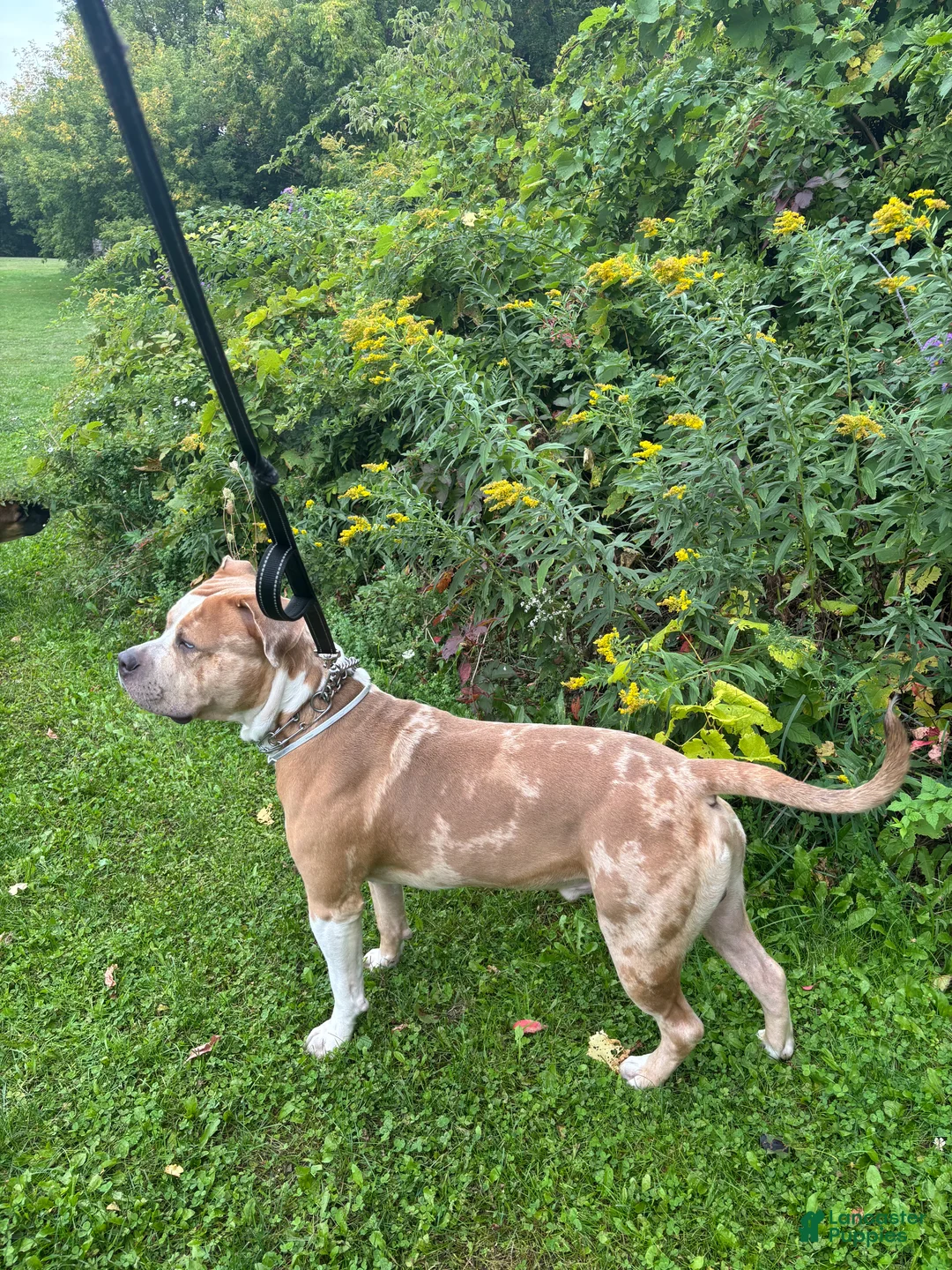 American Bully dogs for sale: Jupiter - Ad 2