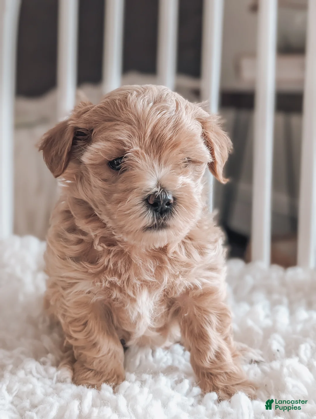 Maltipoo dogs for sale: Jack - Ad 6