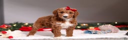 Standard Poodle dogs for sale: Rosie - Ad 2