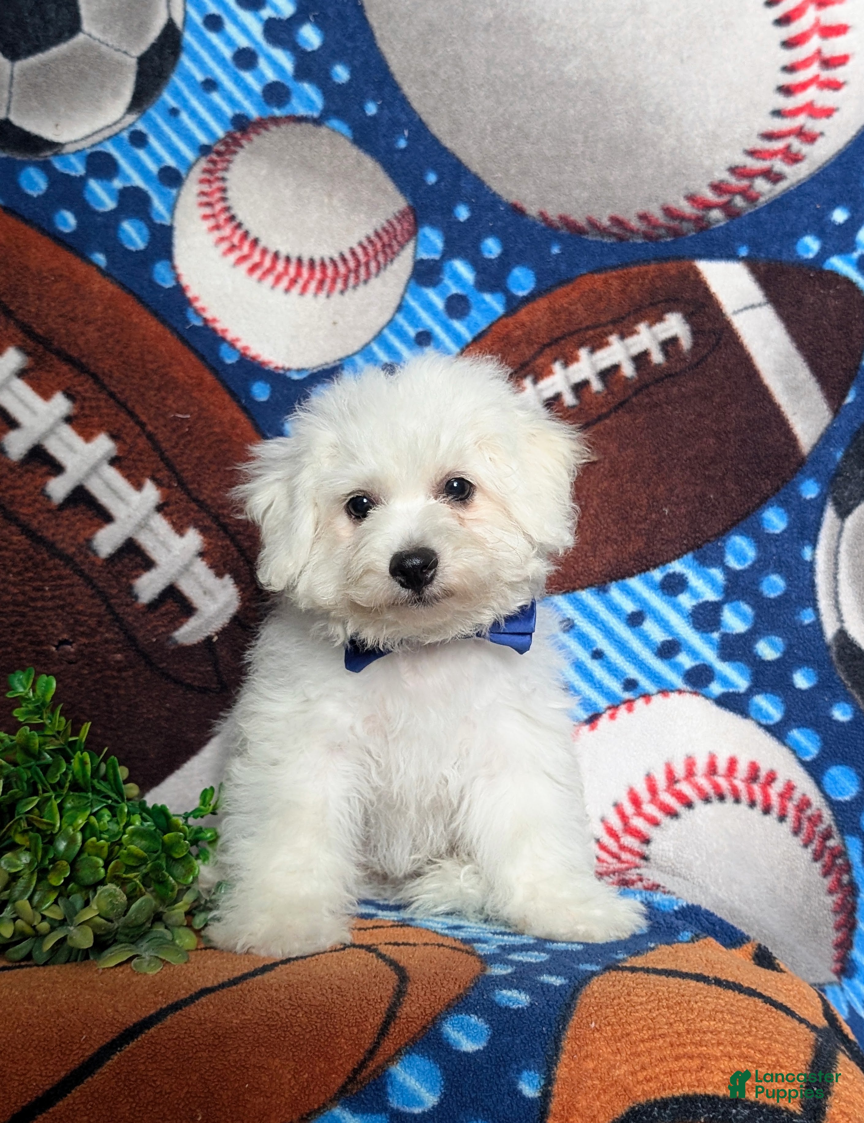 Bichon Frise dogs Barrett - Ad 1