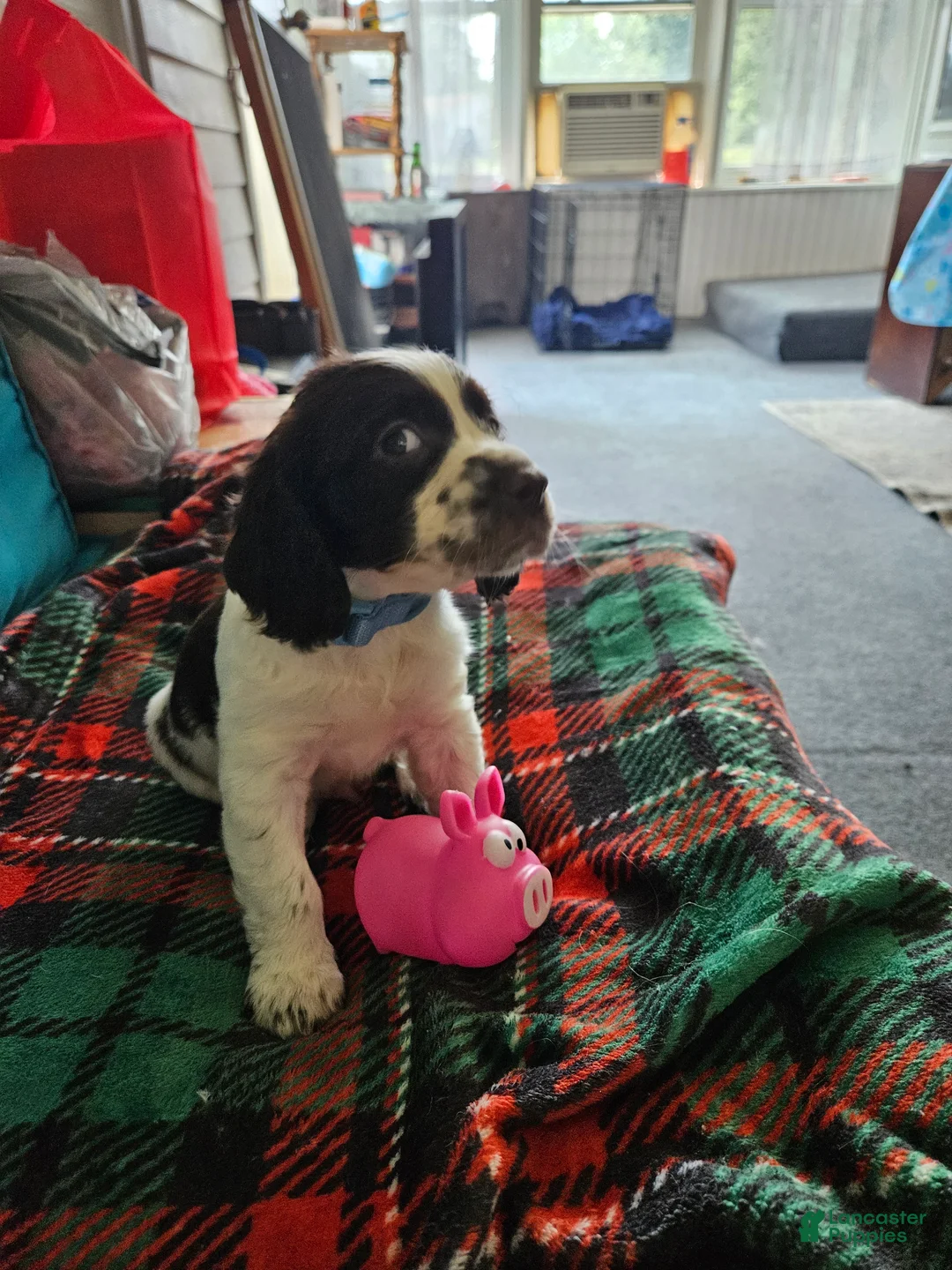 English Springer Spaniel dogs for sale: Jasper - Ad 2