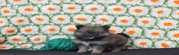Pomeranian dogs for sale: Kara - Ad 4