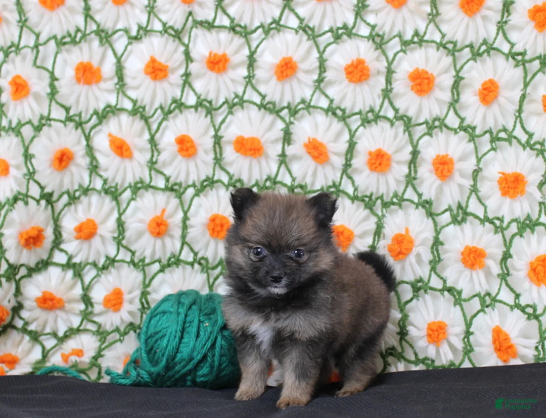 Pomeranian dogs for sale: Kara - Ad 4
