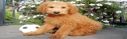 Mini Goldendoodle dogs for sale: Theo (medium) - Ad 4