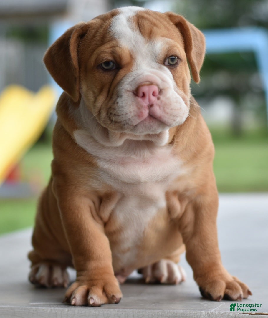 Mixed Breed dogs Hercules Bulldog hybrid  - Ad 1