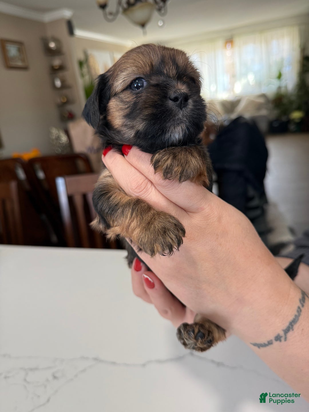Shorkie dogs for sale: Shorkie Puppy 3 Bruna - Ad 2