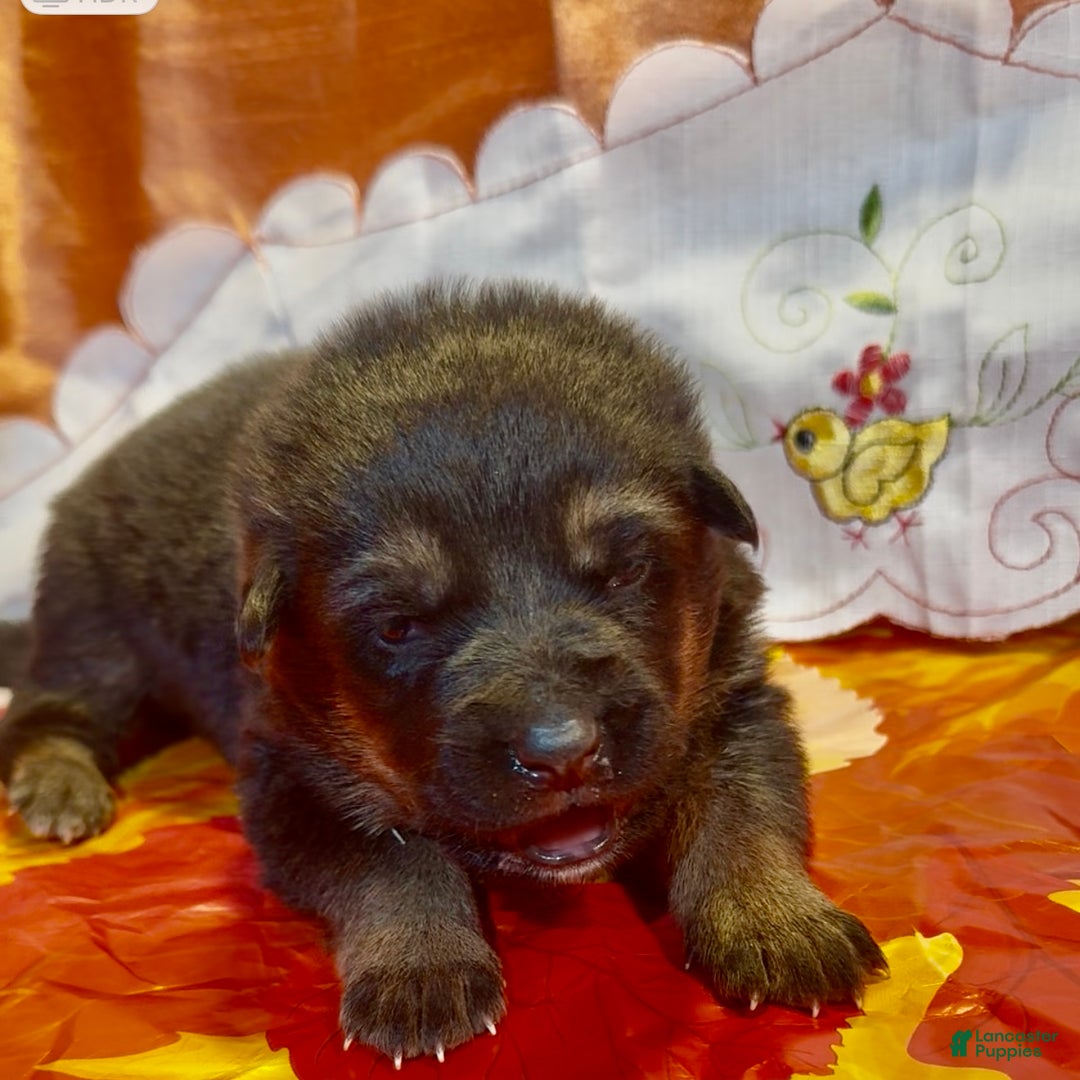 German Shepherd dogs for sale: SIMON - Ad 8