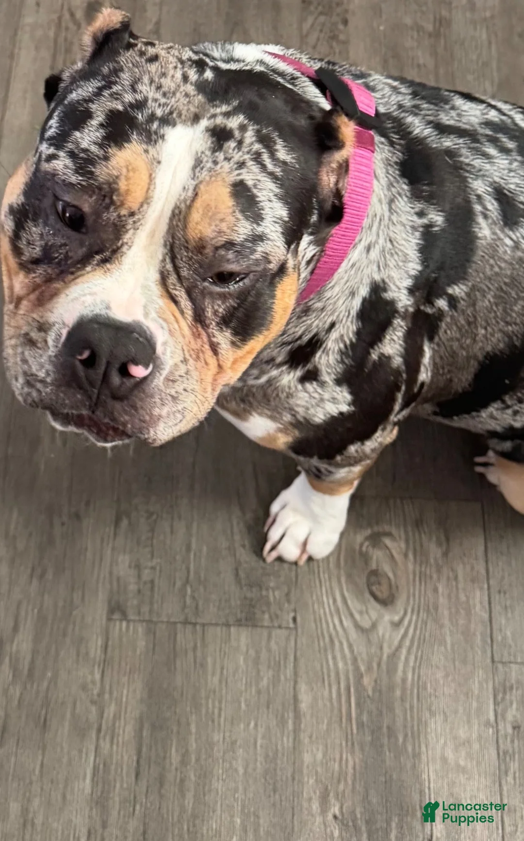 American Bully dogs for sale: American Bully 2 - Ad 3