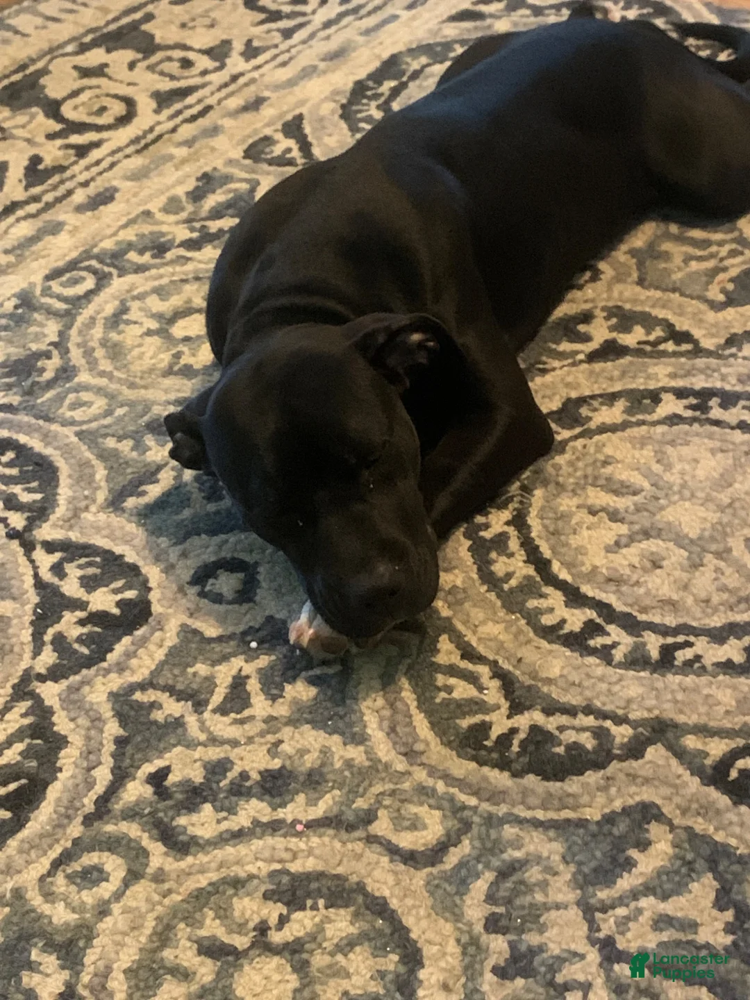 American Pit Bull Terrier dogs for sale: American Pit Bull Terrier 1 - Ad 2