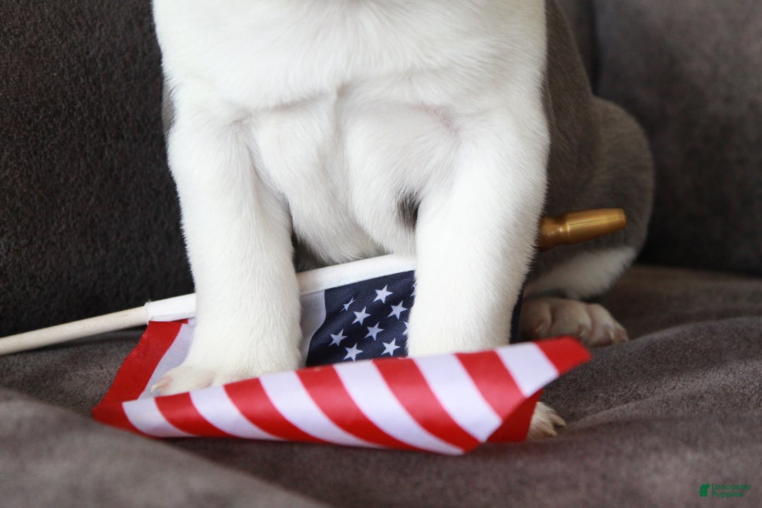 Frenchton dogs for sale: Frenchie  - Ad 12