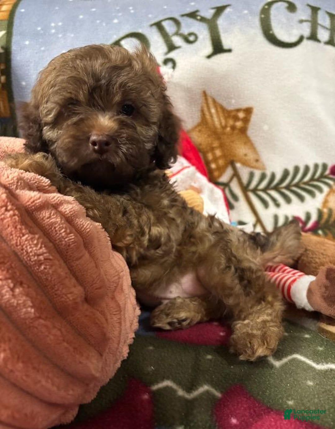 Shih Tzu dogs for sale: Easton - Ad 6