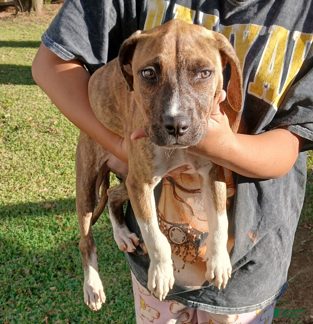 American Pit Bull Terrier dogs for sale: American Pit Bull Terrier Puppy 1 - Ad 2