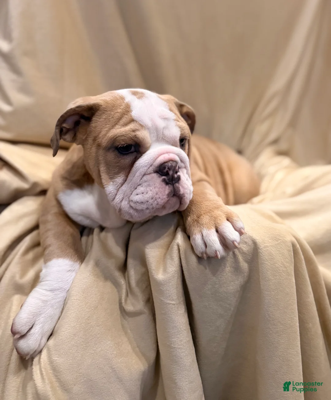 English Bulldog dogs for sale: Faith - Ad 9