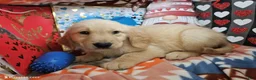Golden Retriever dogs for sale: Glennn Campbell - Ad 3