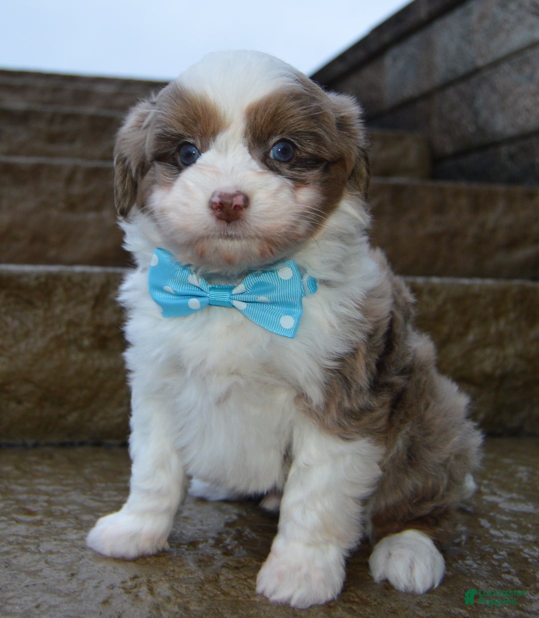 Mini Aussiedoodle dogs for sale: Toy Ace - Ad 3