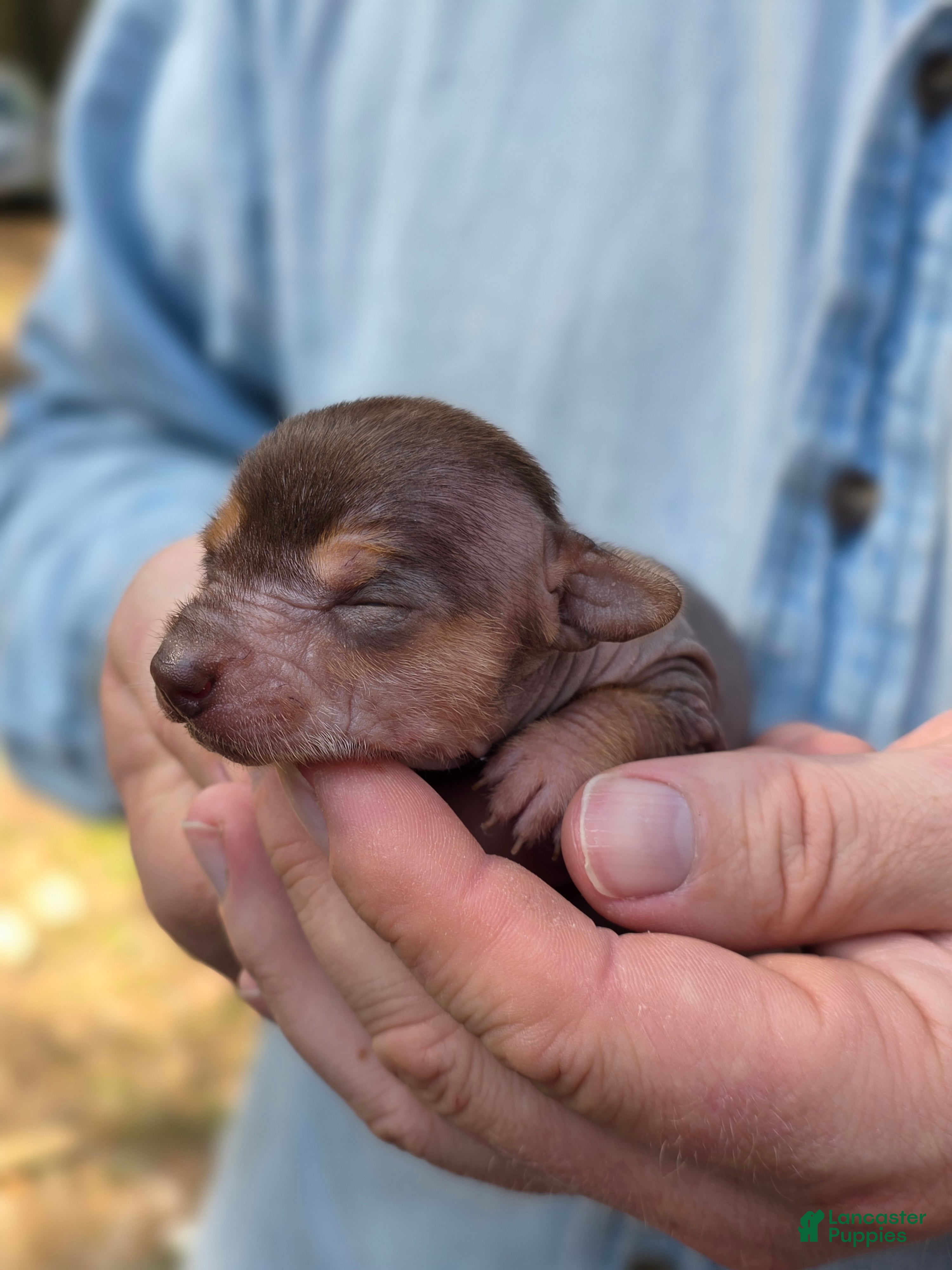 Mixed Breed dogs Chua - Ad 1