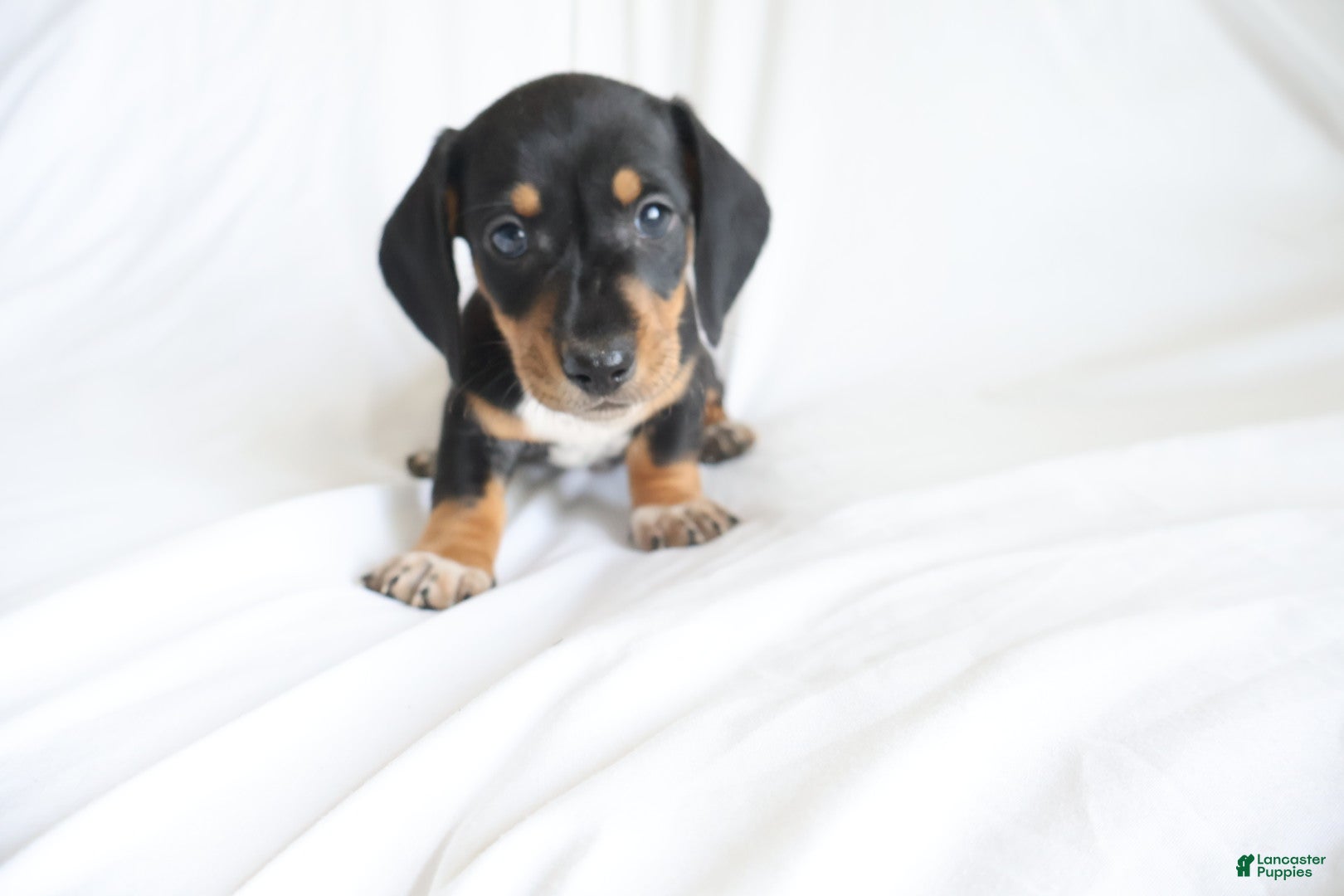 Dachshund dogs Hunter - Ad 1