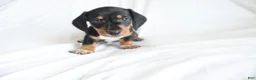 Dachshund dogs for sale: Hunter - Ad 1
