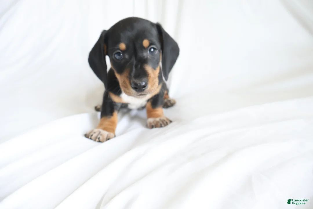 Dachshund dogs for sale: Hunter - Ad 1